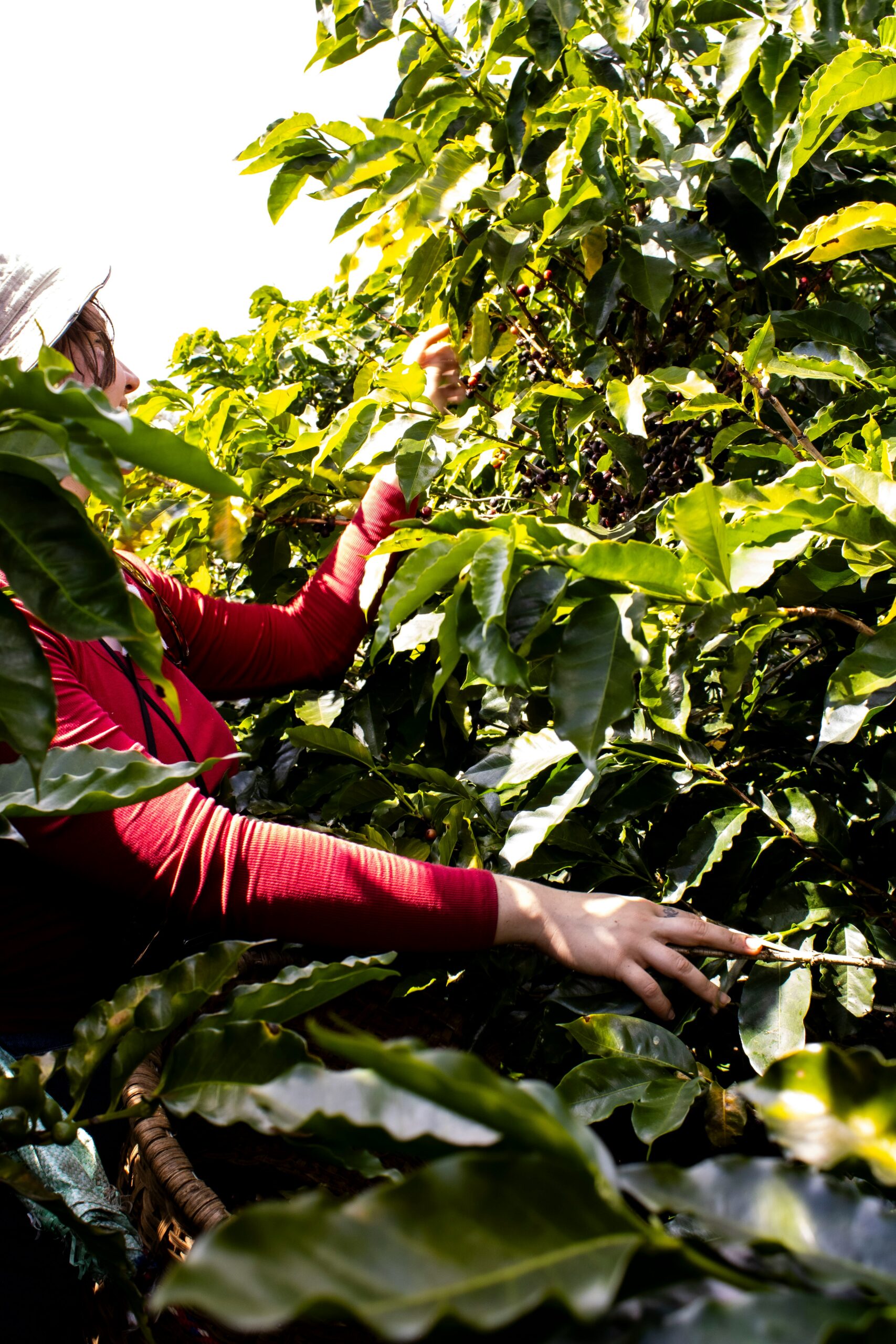 Coffee tour in Heredia Costa Rica