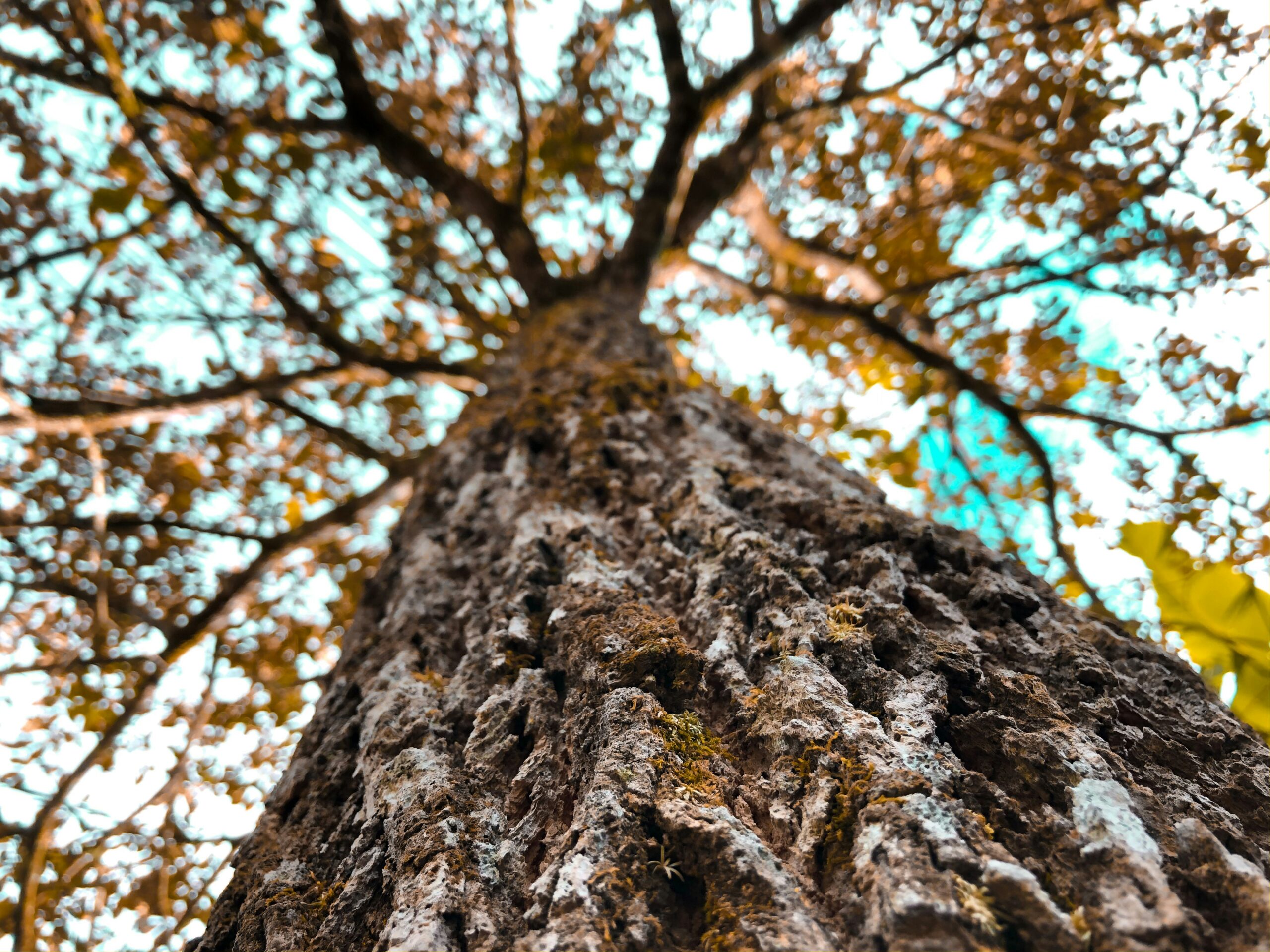 La Sabana Metropolitan Park in San José Costa Rica